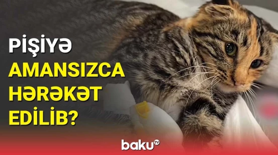 Bilmirəm ki, pulu heyvan üçün yığıblar, yoxsa… | Pişiyi himayəsinə götürən qadın danışdı