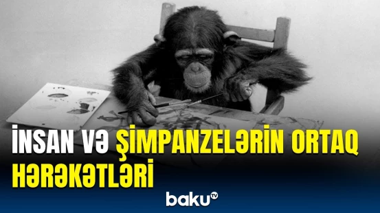 Şimpanzenin insanlara aid bacarıqları kəşf edildi | Meymunlar qozları görün necə qıra bilir