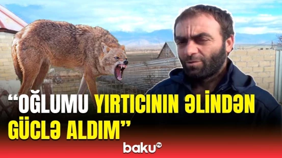 Şəkidə qandonduran hadisə | Canavarın hücum etdiyi zərərçəkənlər hər şeyi danışdı