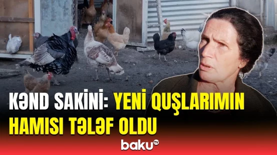 Ev quşları niyə kütləvi şəkildə tələf olur? | İsmayıllı sakinləri çarəsiz vəziyyətdə