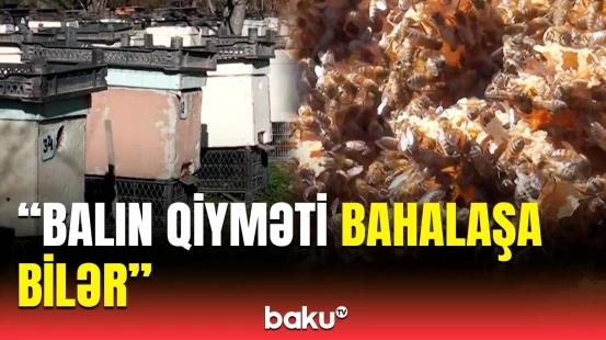 Göyçayda arıçılar həşəratların təsərrüfata vurduğu ziyandan gileyləndi