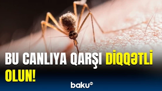 Dünyanın ən təhlükəli canlısı | Hər il yüz minlərlə insan bu səbəbdən həlak olur