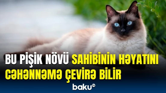 İtaətkarlıq heyvanın cinsindən asılıdır