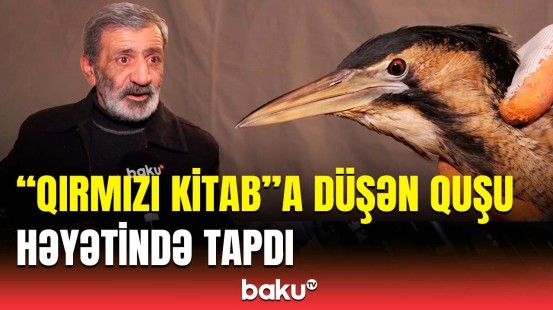 Çox əcaib quşdur, az qalmışdı ki... | Həyətində nadir quş tapan Bakı sakini