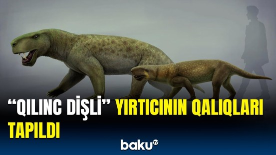 Bu kəşf sübut edir ki... | 280 milyon il öncə yaşamış yırtıcı