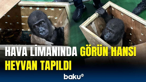 İstanbul hava limanında tapılan nadir heyvan haradan peyda olub?