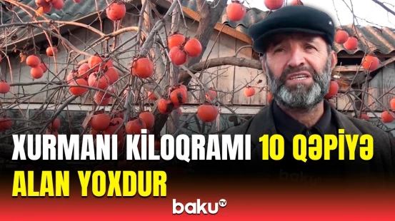 Bizə sərf eləmir, ziyandayıq | Xaçmaz fermerləri çıxılmaz vəziyyətdə