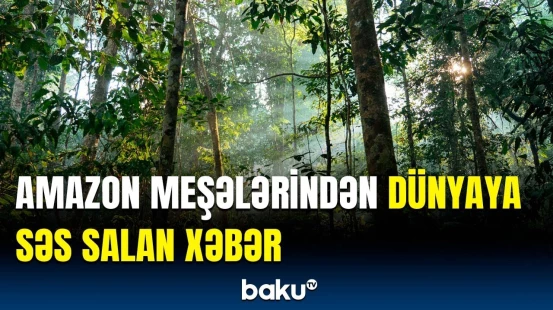 Bir aydan çox çəkən axtarışlar nəticəsini verdi | Amazon meşələrində nələr aşkarlandı?
