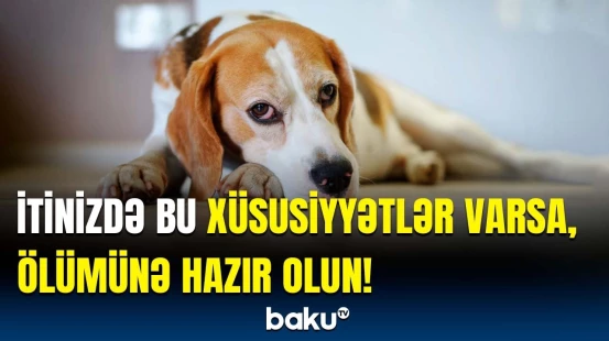 İtlərin ölüm əlamətləri | Ev heyvanı olan şəxslərə üzücü xəbər