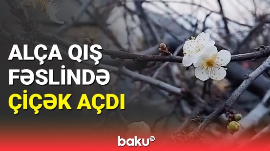 Qışda çiçək açan alça hər kəsi təəccübləndirdi | Oğuzdan maraqlı görüntülər