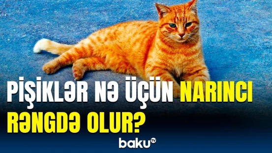 60 illik araşdırmanın nəticəsi | Tədqiqatlar elə şeylər ortaya çıxardı ki...