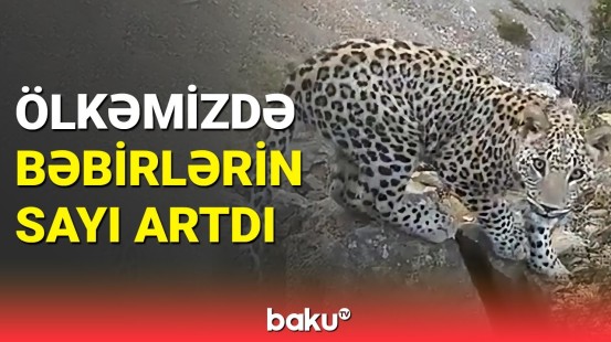 Tədqiqatların nəticələri açıqlandı | Zəngəzur Milli Parkından görüntülər