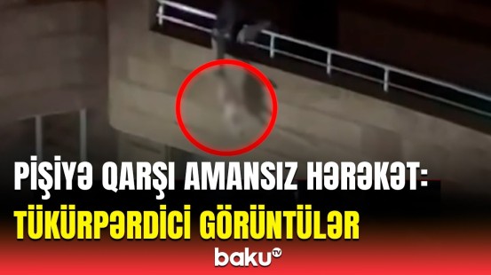 Paylaşdıq ki, polislər baxsın, bir tədbir görsün | Pişiyə qarşı qeyri-insani davranış