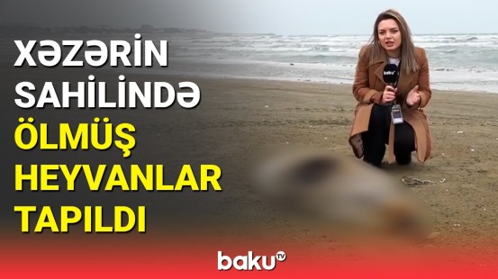 Xəzərin Bilgəh sahilində cəsədləri tapılan heyvanların ölüm səbəbi açıqlandı