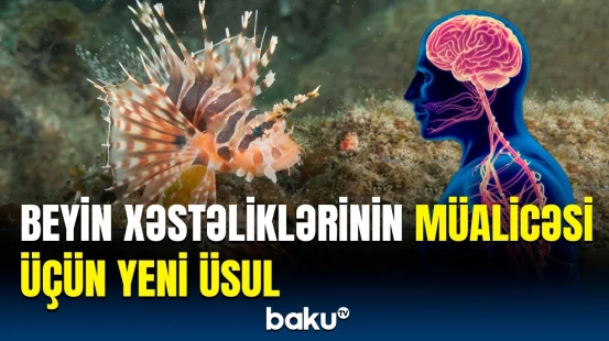 Bu yumurtalar qadınları hamiləliyə hazırlamağa qadirdir | Alimlərdən maraqlı araşdırma