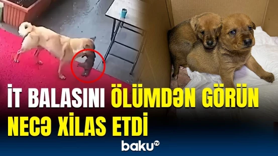 Daha əvvəl balaları ölən it bu dəfə balasını özü həkimə gətirdi