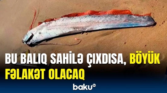 Çimərlikdə görünən balıq hər kəsi heyrətə gətirdi | Meksikalılar dəhşət içində