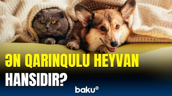 Ev heyvanlarının yırtıcılıq bacarığı | Maraqlı məlumatlar