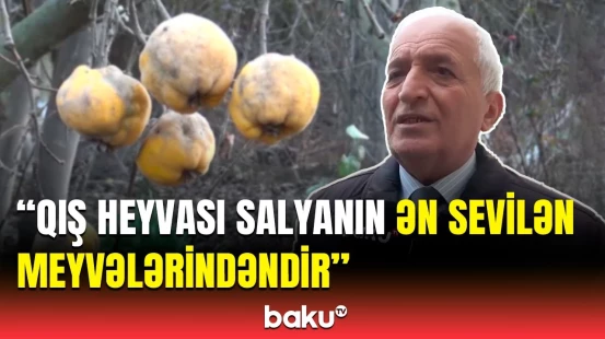 Salyan heyvasının sağlamlığa hansı müsbət faydaları var?