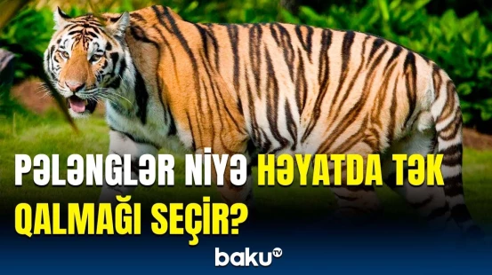 Ağ rəngli pələnglər albinos deyilmiş | Ən böyük yırtıcı pişiklər barədə bilmədikləriniz