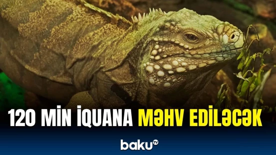 Tayvan hökumətindən gözlənilməz addım | İquanaların məhv edilmə səbəbi