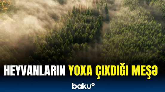 Bu meşədə qəribə hadisələr baş verir | Ekspertlərdən xəbərdarlıq