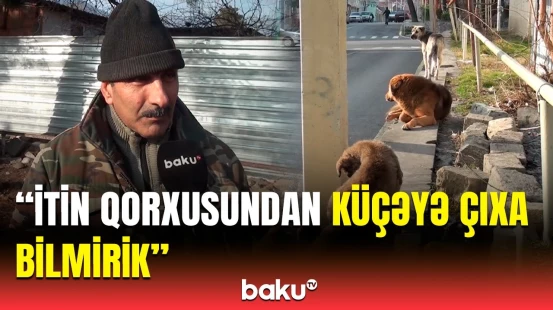 İtə təpik vursam, cərimədir... | Sahibsiz itlər sakinləri qorxuya saldı