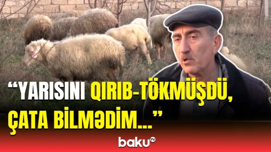 Ramanada itlər qoyun sürüsünə hücum etdi | Zərərçəkən şəxs danışdı