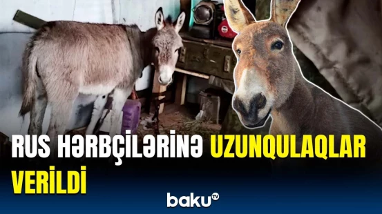 Uzunqulaqlar döyüş zonasında nə gəzir? | Əsas səbəb açıqlandı