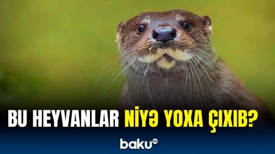 İnsanlar bu heyvanların nəslini kəsib? | Mütəxəssisləri hərəkətə keçirən hadisə