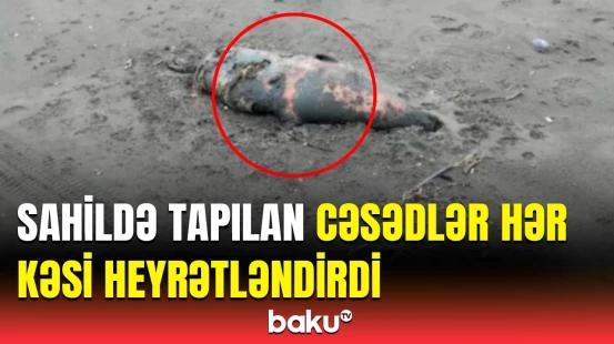 Xəzər sahilində cəsədləri tapılan heyvanların ölüm səbəbi nədir? - Nazirlikdən məlumat
