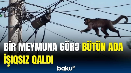 Meymun adanı qaranlığa qərq etdi, insanlar hökuməti günahlandırdı