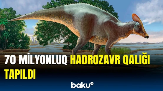 Professor maraqlı faktlardan danışdı | Təbaşir dövrü üçün yeganə sübut