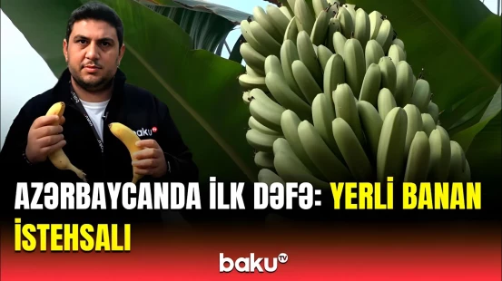 Yerli və xarici bananın dadı fərqlidir? - Kimyəvi gübrə əvəzinə isə...