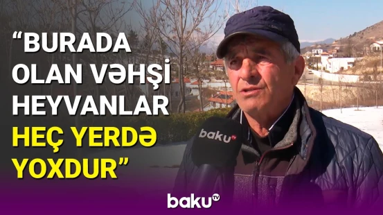 Dağkeçisi artıb, çünki... | Sakinlər Laçının zəngin faunasından danışdı