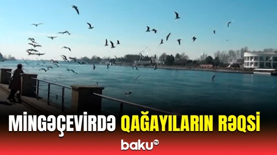 Sahil parkının hay-küylü qağayıları | Mingəçevir