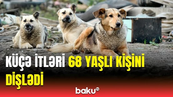Gəncədə sahibsiz itlərin hücumu | Yaşlı kişi xəstəxanaya yerləşdirildi