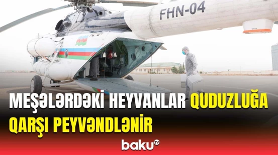 Əməkdaşlarımız Səngəçalda | Şimal bölgəsi istiqamətində heyvanların  peyvəndlənməsi