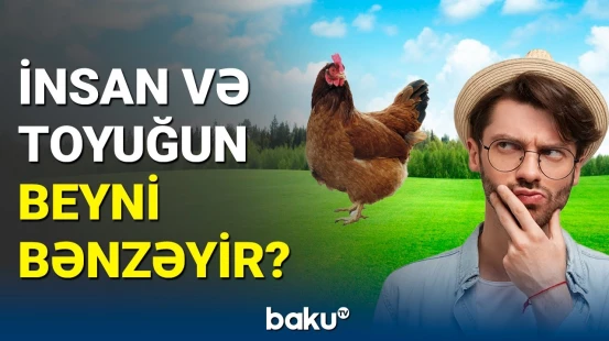 320 milyon illik sirr | İnsan, siçan və toyuqların beynində...