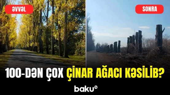 "Çəkilişə görə hamısı qaçıb" | Zaqatalada çinar ağacları kəsilib, yoxsa budanıb?