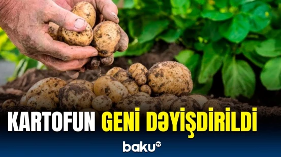 Pendir və süd istehsalı üçün maraqlı addım | Alimlərdən inanılmaz kəşf