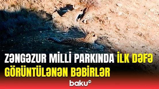 Zəngəzur Milli Parkında məskunlaşan bəbirlərin görüntüləri kameralara belə düşdü