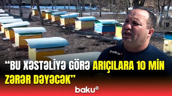 Arı ailələri kütləvi şəkildə məhv olur? - Arıçılar çətin vəziyyətdə qaldı