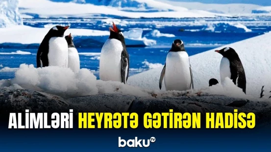 Dramatik dəyişikliklər baş verir | Antarktida barədə araşdırmanın nəticəsi açıqlandı