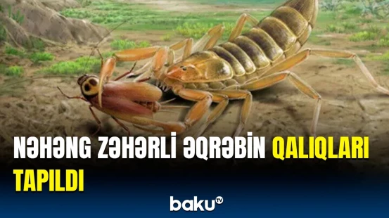 125 milyon illik nadir əqrəbin özəllikləri | Görün harada yaşayırmış…