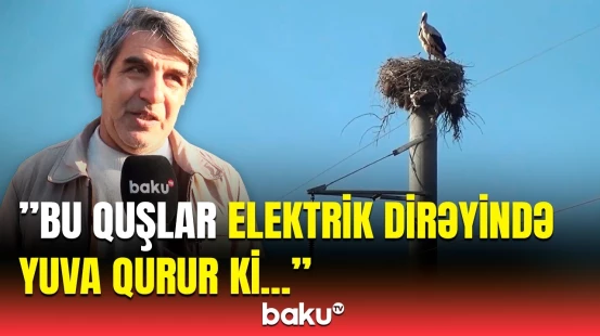 Onların rəqsləri milli rəqslərimizi xatırladır | Hacıleyləklərin Azərbaycanda olan növləri