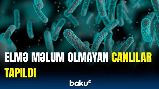 Okeanın dərinliklərində görün nələr aşkarlandı | Maraqlı məlumatlar açıqlandı