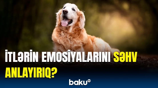 İtlər, əslində, nə vaxt xoşbəxt olur? | Onları başa düşmək istəyirsinizsə...