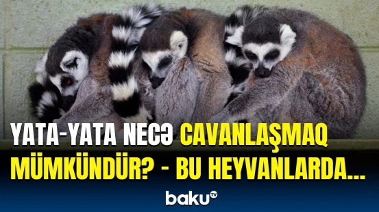 Orqanizmi daha gənc edən üsul | Bu hadisə alimləri mat qoydu