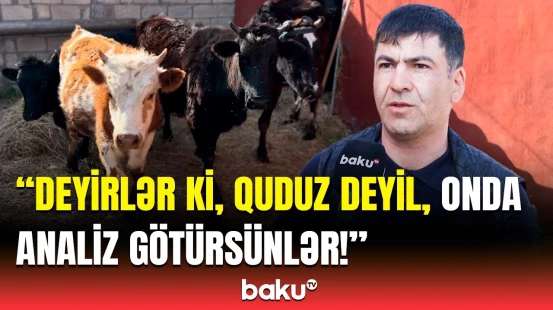 İsmayıllıda mal-qaranın tələf olmasına səbəb nədir?